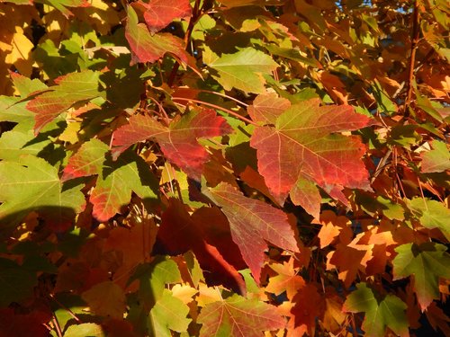 maple  maple leaves  leaves
