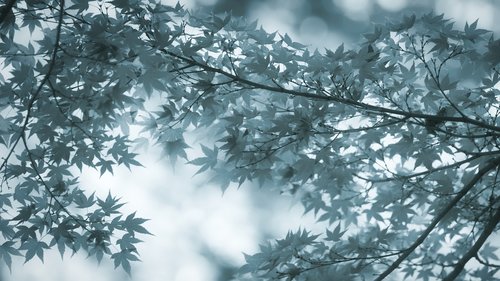 maple  leaves  branch