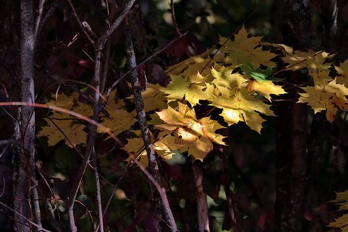 maple  autumn  leaves