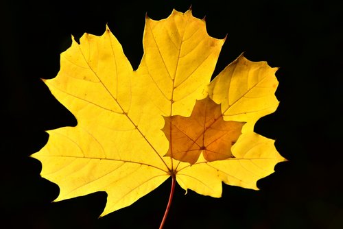 maple  leaf  autumn