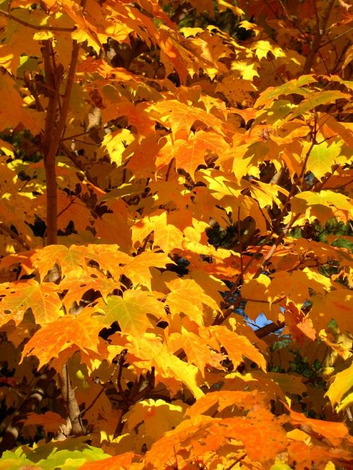 maple trees yellow