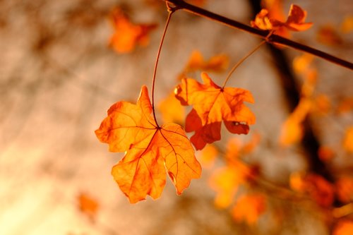 maple  maple leaf  autumn