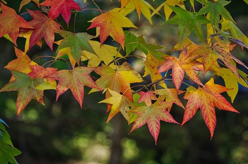 maple  leaves  autumn