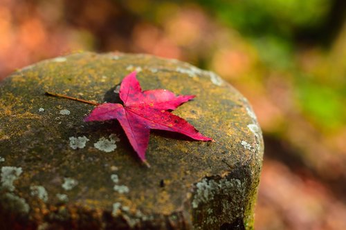 maple  leaf  tree