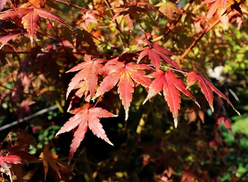 maple  tree  autumn