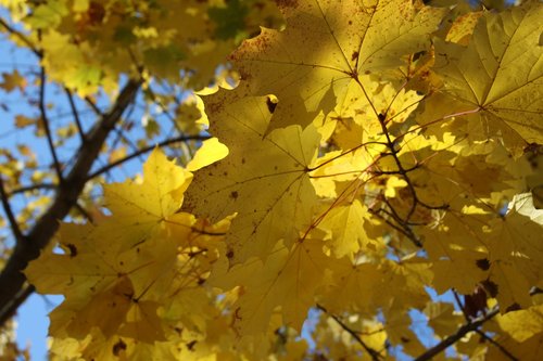 maple  autumn  leaves