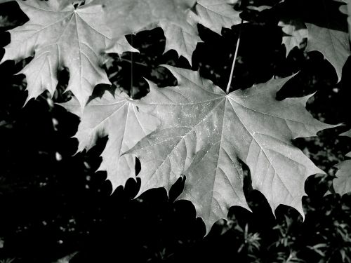 maple leaves forest