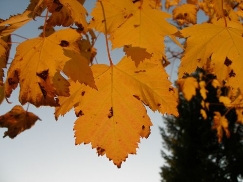 maple autumn fall