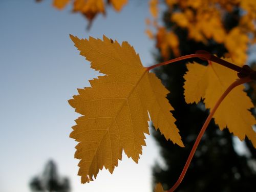 maple autumn fall