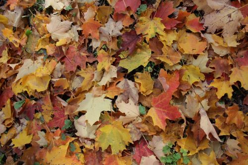 maple foliage leaves