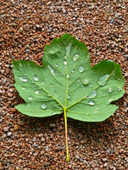 maple leaf droplets
