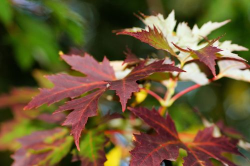 maple leaves colorful