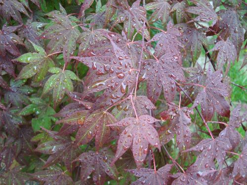 maple leaves drops plant leaves