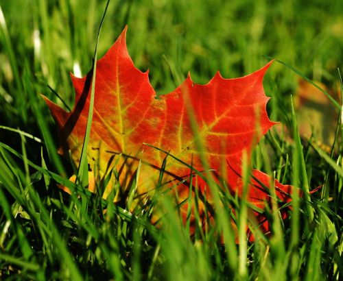 maple maple leaf autumn