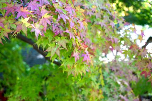 maple plant leaf