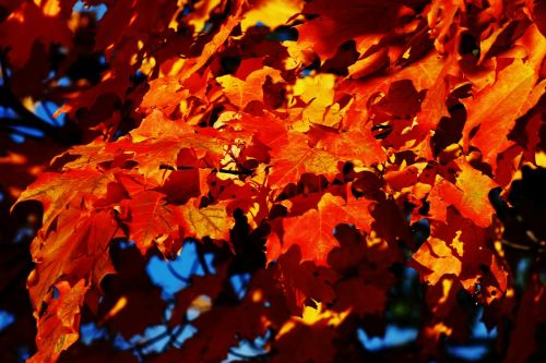 maple tree autumn