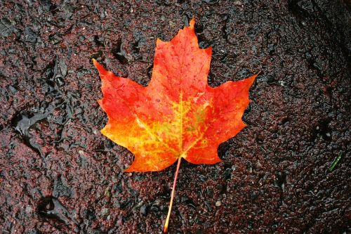 maple leaf colorful