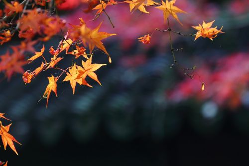 maple autumn views