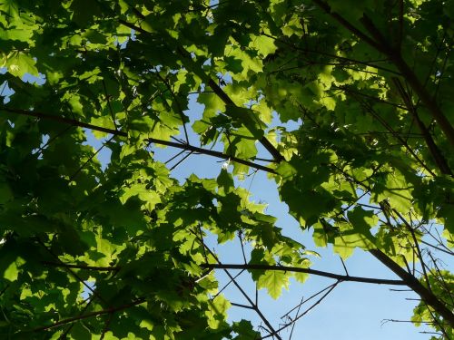 maple maple leaves leaf