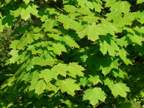 maple maple leaves leaf