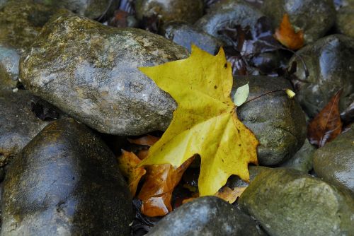 maple stones leaves