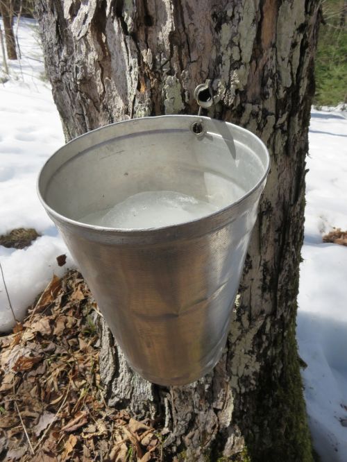 maple sap syrup
