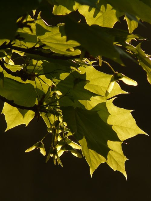 maple maple leaf leaf
