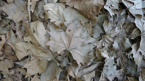 maple autumn leaves