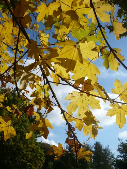 maple tree leaves