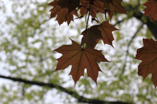 maple leaves shadow