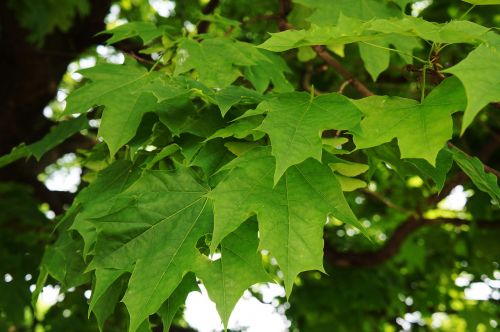 maple leaves tree