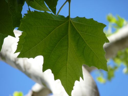 maple leaf leaves