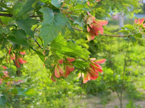 maple branch tree