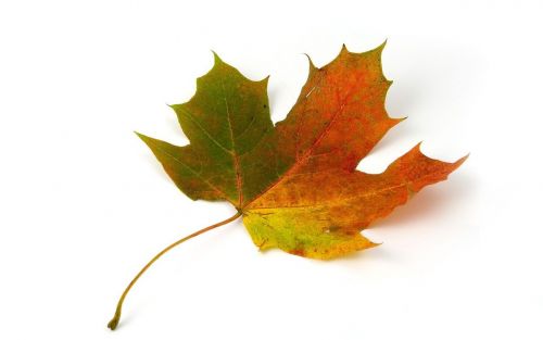 maple leaf autumn