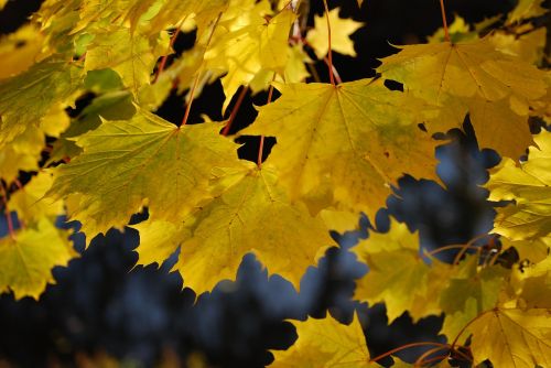 maple autumn leaves