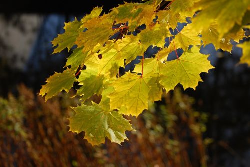 maple autumn leaves