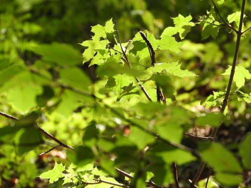 maple leaves green