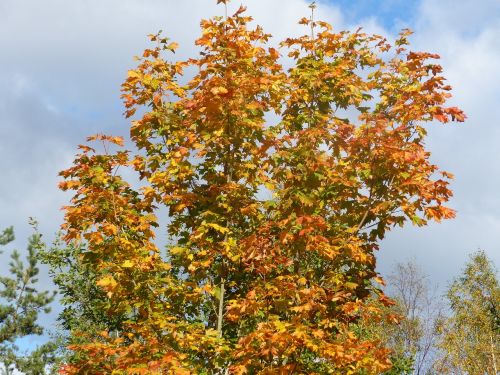 maple tree colors