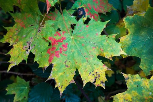 maple autumn leaf