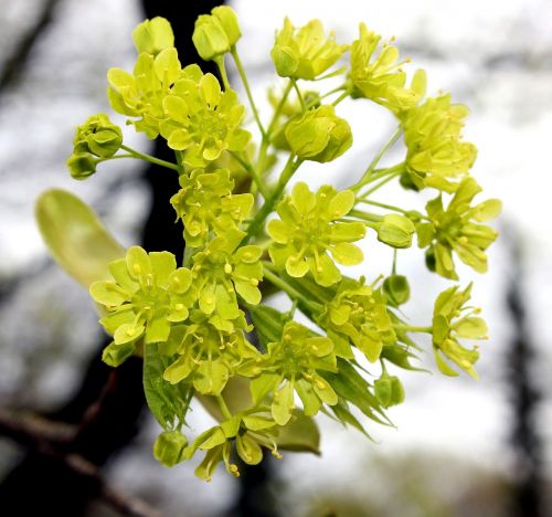 maple blossom blossom bloom