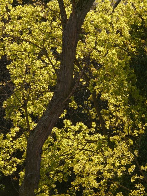 maple blossom bloom maple tree