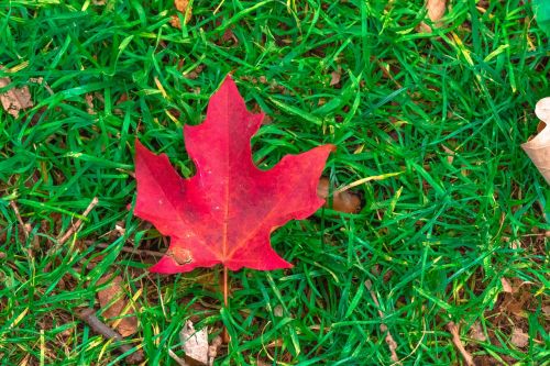 maple leaf canada canadian