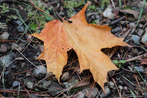 maple leaf leaf fall