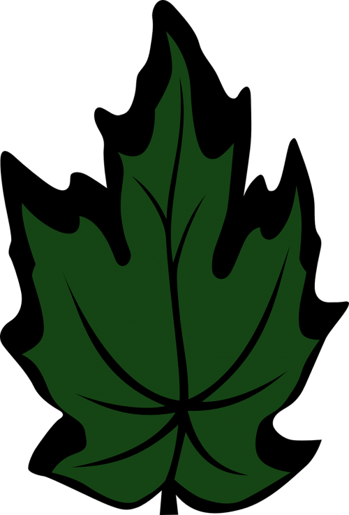 maple leaf maple green