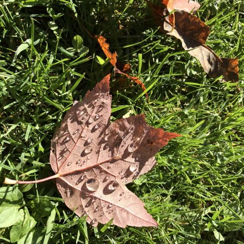 maple leaf dew autumn