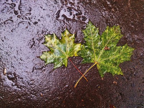 maple leaf autumn rain