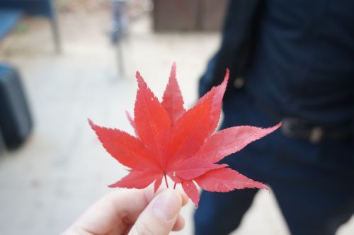 maple leaf autumn leaves