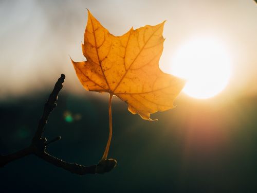 maple leaf sunshine sunset