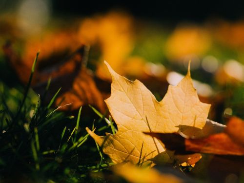 maple leaf leaves grass