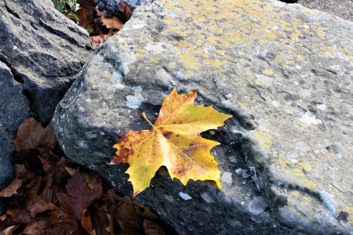 maple leaf yellow autumn leaf